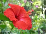 Hibiscus