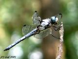 Dragon Fly