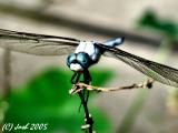 IMG_3779a.jpg