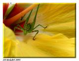 Macro GrassHopper On Hibiscus *