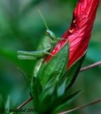 GrassHopper Alternate August 17 *