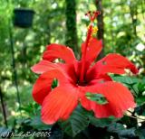 Hibiscus August 18