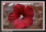 Hibiscus -August 28