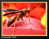 Red Wasp Alternate - September 5 *