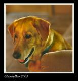 Buddy-Buckskin September 9