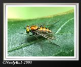 Long Legged Fly September 10