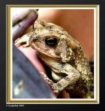 Toad September 11