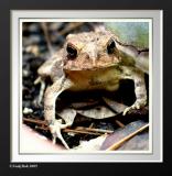 Toad