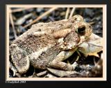 Toad