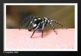 Spider Close-Up *