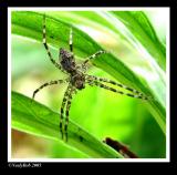 Tiny Spider September 17