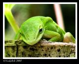 Green Anole