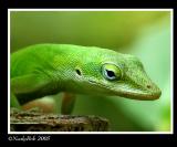 IMG_6714a.jpg *