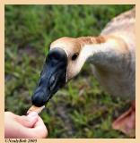 Goose September 29