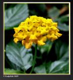 Lantana October 2