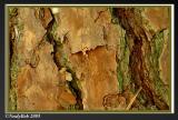 Pine Tree Bark October 9