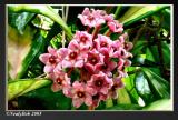 Hoya Bloom October 14