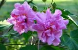 Double Althea *