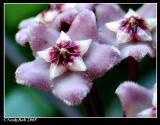 Hoya