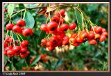 Red Berrys