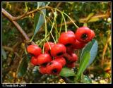 Pyracantha October 24