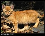 Yellow Kitty Cat