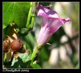 Morning Glory October 26