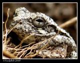 Tree Frog November 6
