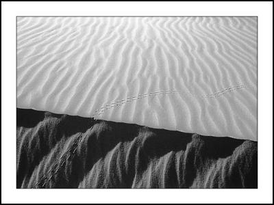 Tracks on the Dune