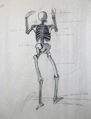 Skeleton Study