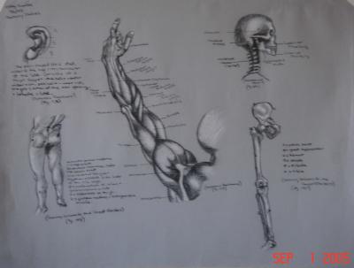 Anatomy Studies Charcoal on Tone Paper 19X25 2003