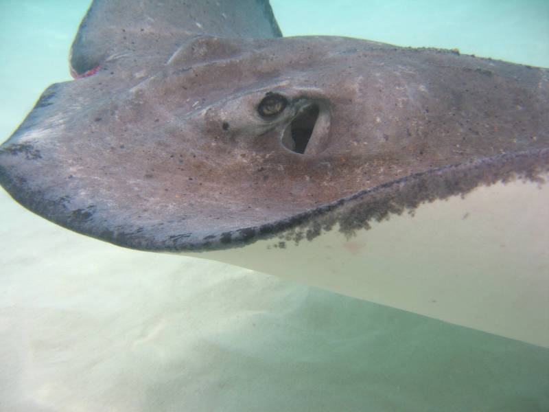 Up close and personal underwater