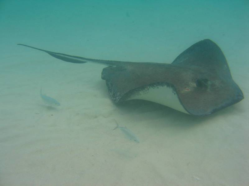 Stingrays underwater