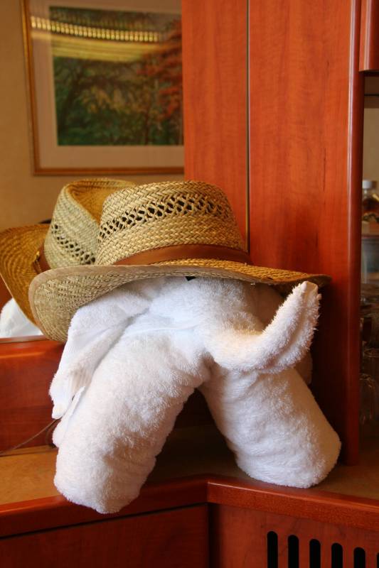 Daily towel pet