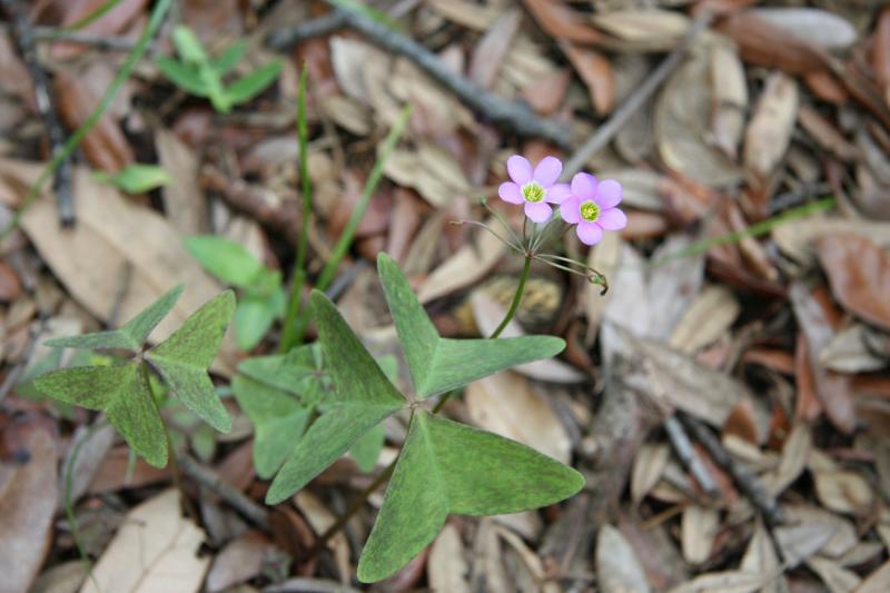 Lonely flowers