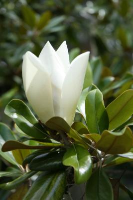Magnolia blossom opening