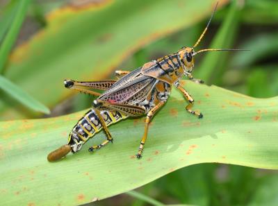Huge lubber grasshopper