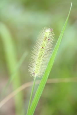 Fuzzy weed