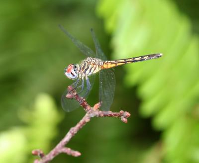 Darner