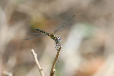 Darner with purple eyes