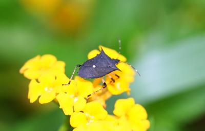 Aphid on yellow flowers