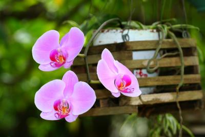 Orchids 2