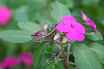 Anole and impatiens