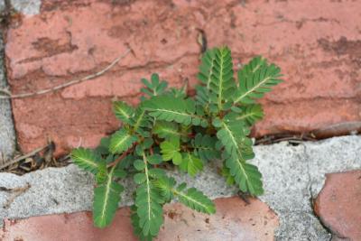 Sensitive plant in bricks