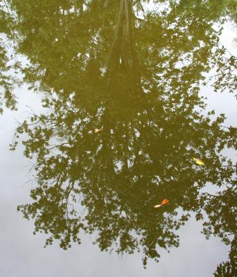 Maple tree reflected in water
