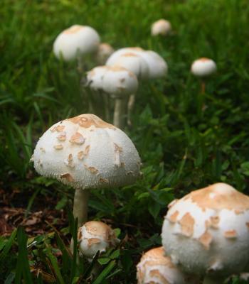 Mushrooms 2