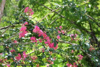 Flowering tree