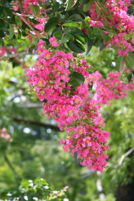 Flowering tree 2