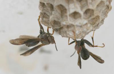 Wasp ghost town in Dead Wasp Gulch