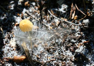 Mushroom and feather